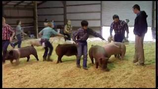 Pickens County Georgia 4H amp FFA Hog Show [upl. by Sukul]