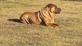 queensland 1014 Days After ivdd dogsurgery sharpei dog SharPei australia [upl. by Marvin442]