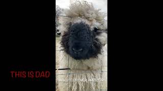 Valais Blacknose Cross MOPS 2022 [upl. by Suciram714]