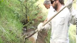 Hillside Planting Deodar Cedar  Prune Like a Pro [upl. by Cyn168]