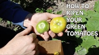 How To Ripen Your Green Tomatoes [upl. by Jameson]