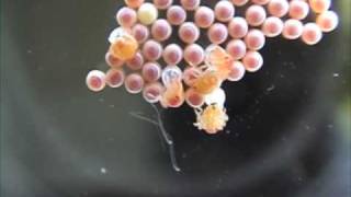 Stinkbug Eggs Hatching Pentatomids [upl. by Hendren]