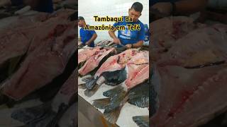 TAMBAQUI DA AMAZÔNIA NO MERCADO DE PEIXE DE TEFÉ ESTADO DO AMAZONAS [upl. by Trebleht534]