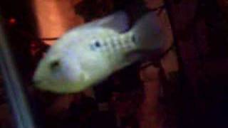 Texas Cichlid vs Goldfish [upl. by Adnohs]