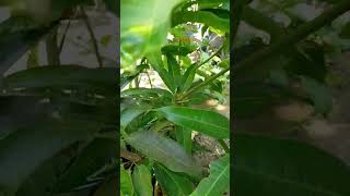 MULTIPLE ROOTSTOCK CHOKANAN MANGO [upl. by Dorsy68]