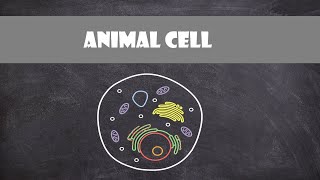 Animal Cell Eukaryote Structure and Function  Cell Biology [upl. by Dickie]