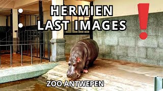 Hermien the Hippo A Heartbreaking Farewell  ANTWERP ZOO [upl. by Alasteir]