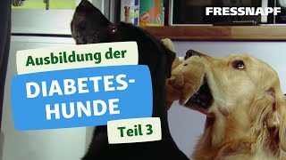 Diabeteshunde Teil III  Naylas Ausbildung zum Diabeteswarnhund [upl. by Uzzial]