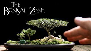 The Bonsai Zone Early Work on My Show Trees Part 1 July 2017 [upl. by Jesse]