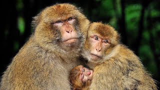 Amazing Barbary Macaque  5 Facts You Didnt Know Barbary Macaques animals Eccentricanimalavenue [upl. by Llerad]