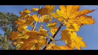 Herbstvideo im Novembernebel [upl. by Assirim]