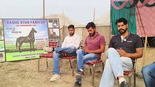 sri ganganagar horse fair 2024horse [upl. by Aneleh]