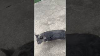 French Bulldog does 100 yard dash😱 foryou fyp americanbully shorts viral frenchbulldog dog [upl. by Stolzer]