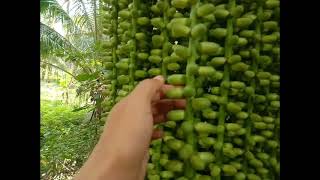 ARENGGA PINNATA OR KAONG PALMsandara Roon [upl. by Kevin]