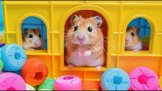 Hamster Maze Expedition 🐹 Journey Escape the Impossible 🐹 Hamster Maze [upl. by Markus]