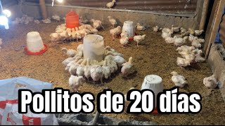 Cómo CRIAR POLLOS DE ENGORDE Parte 2 20 días [upl. by Neirda422]