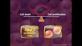 Introduction to Cancer Biology Part 2 Loss of Apoptosis [upl. by Caesar]