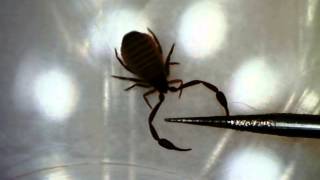 Pseudoscorpion dans ma maison [upl. by Ellenuahs]