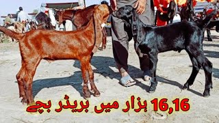 Aquality Breeder Bacche sale Whatsapp number 0318601738903116962101 bahawalsherbakratv goat [upl. by Sivehc]