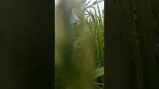 Its poaceae family plant ☘️ oryza sativa natureslover [upl. by Croix]