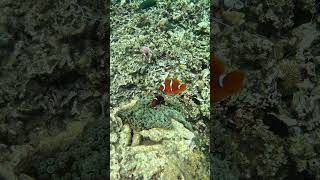 Snorkeling with Clownfish Exploring Nature’s Aquatic Gems [upl. by Ainuj578]