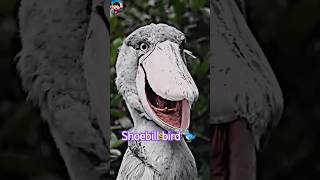 Sadclife of shoebill bird 🐦 facts amazing amazingfacts shortsfeed trending [upl. by Nalced]