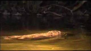 Reintroduction of beavers to Scotland [upl. by Weinshienk]