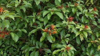 Firebush the nectar plant for hummingbirds [upl. by Blunt270]