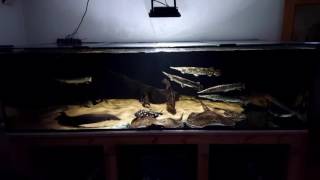 2100 liter community tank [upl. by Nomyad]