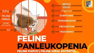 Feline Panleukopenia FP in Cats  Symptoms Prevention and Treatment [upl. by Ynafetse420]