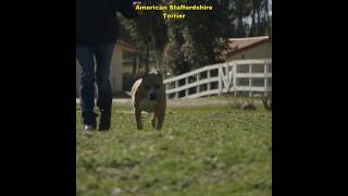 American Staffordshire Terrier  The Guard Dog youtubeshorts youtube ytshorts [upl. by Lyons]