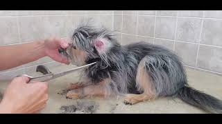 Full groom on a Chorkie ChihuahuaYorkshire Terrier dog breed  34quot blade amp scissor cut [upl. by Ttennaej531]