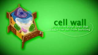 Eukaryotic Plant Cell and Its Organelles [upl. by Nalac]