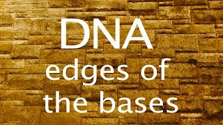 DNA the edges of the bases [upl. by Barboza]