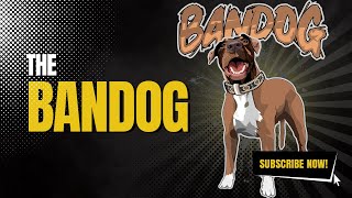 What Is The Bandog [upl. by Nive]