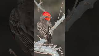 Vermillion Flycatcher Song Video Songbird Nature Sounds [upl. by Filmer]