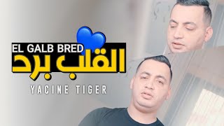 Yacine Tiger 2022  El Galb Brad  الڨلب برد  © MUSIC VIDÉO [upl. by Enajyram]