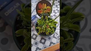 Venus Flytrap Vs European Wasp [upl. by Ilac]