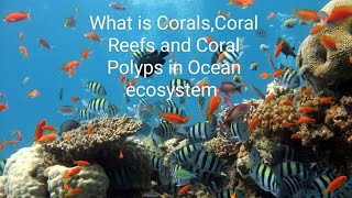 What is CoralsCoral Reefs and Coral Polyps in Ocean ecosystem [upl. by Fidelia409]