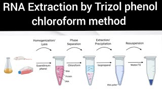 RNA Extraction by Trizol phenol chloroform method [upl. by Lambrecht16]