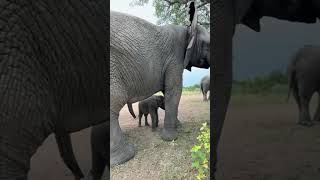 Livestream Baby Elephant Phabeni Walks with the Whole Herd [upl. by Queenie]