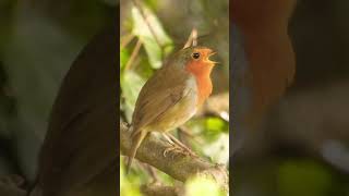 Robin redbreast with sound of buzzard overhead [upl. by Kathy5]