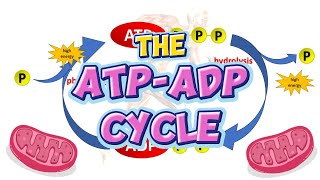 GENERAL BIOLOGY I  ATPADP Cycle [upl. by Eon]