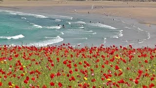 Skylark Bird Song and Nature Sounds  Birds Singing Over The Poppy Fields of Cornwall HD [upl. by Raff449]