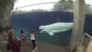 Beluga whale learns to scare kids Mystic Aquarium CT GoPro hero 3 black [upl. by Atiuqet]