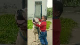 DOGO ARGENTINO dog americanbully pitlove dogbreed pitbullegatos dragonspitkennel motivation [upl. by Shaer]