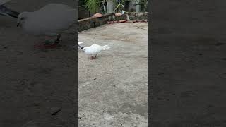 Madrass kabutar crazy activityviralvideo kabutar trending pigeon youtubeshorts [upl. by Dede]