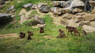 Die jungen Affen in der Tierwelt Herberstein  Steiermark [upl. by Peltier]