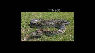 python மலைபாம்பு anaconda snake dream PetSnake [upl. by Feodore]