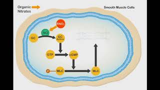 Nitric Oxide Vasodilation animation video [upl. by Keeler]